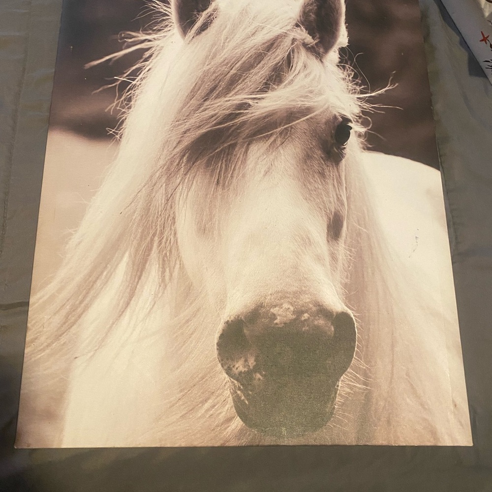 White Horse Canvas Art